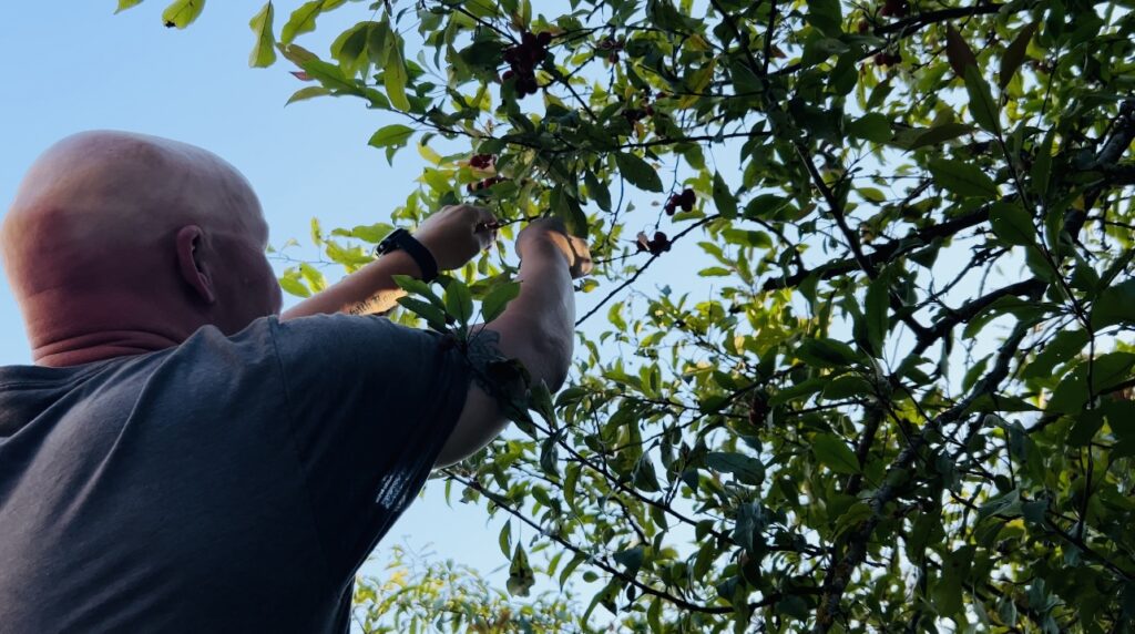 Man cutting clippings from a crabapple tree with the blue sky behind him.