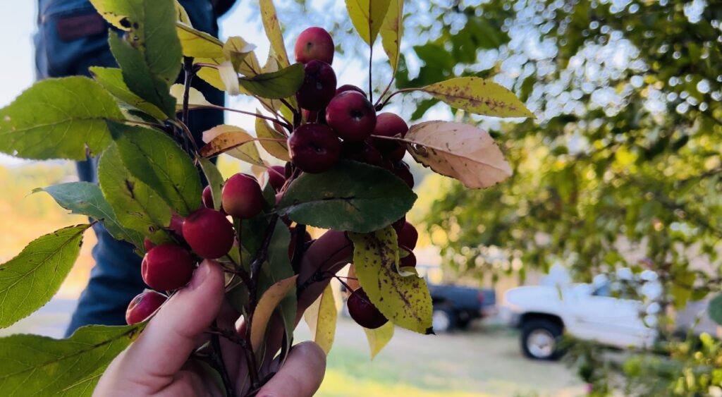 A woman holding crabapple clippings.