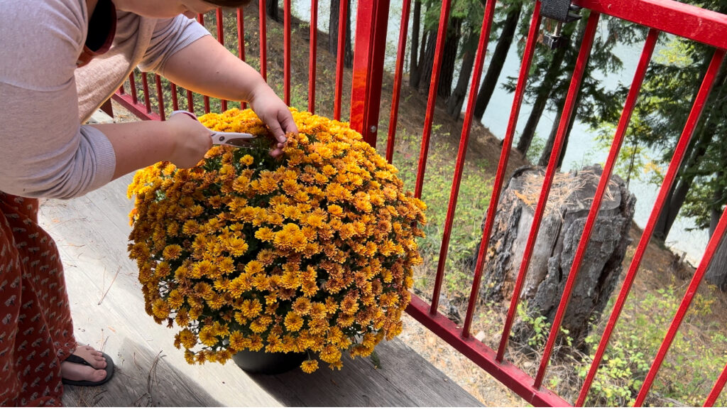 Woman cutting clippings from an orange chrysanthemum plant.