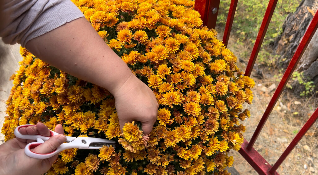 Woman cutting clippings from an orange chrysanthemum plant.