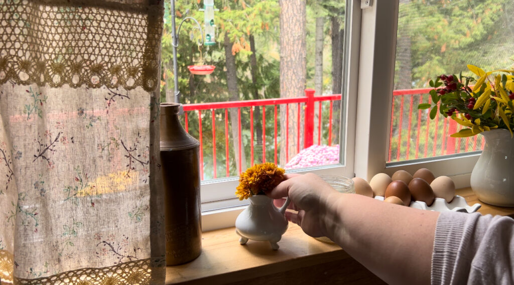 Woman putting orange chrysanthemums in a tiny white pitcher on a kitchen windowsill.