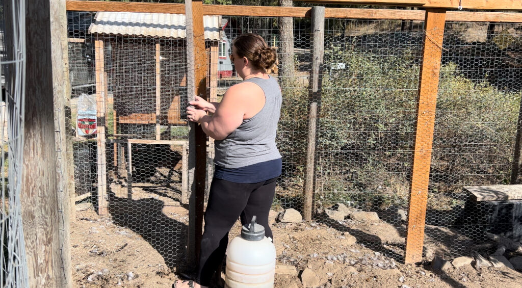 Woman closing the gate to the chicken run that leads into the garden showing one of the ways to make a chicken coop and garden work together. 