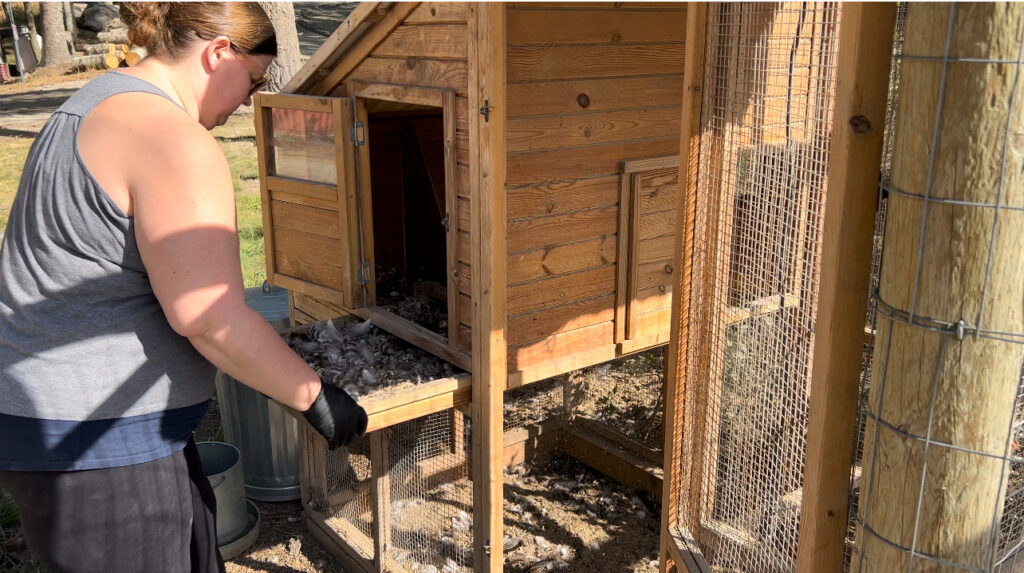 Woman cleaning a chicken coop.