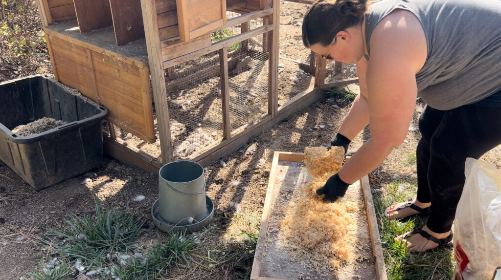 Woman putting down fresh shavings for a cleaned chicken coop.