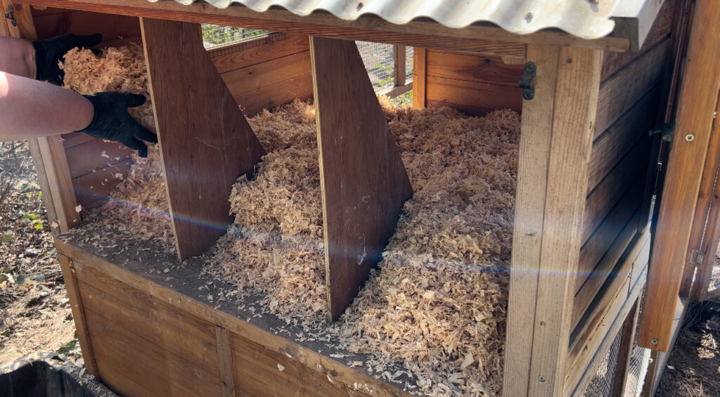 Woman putting fresh shavings into a clean chicken coop.