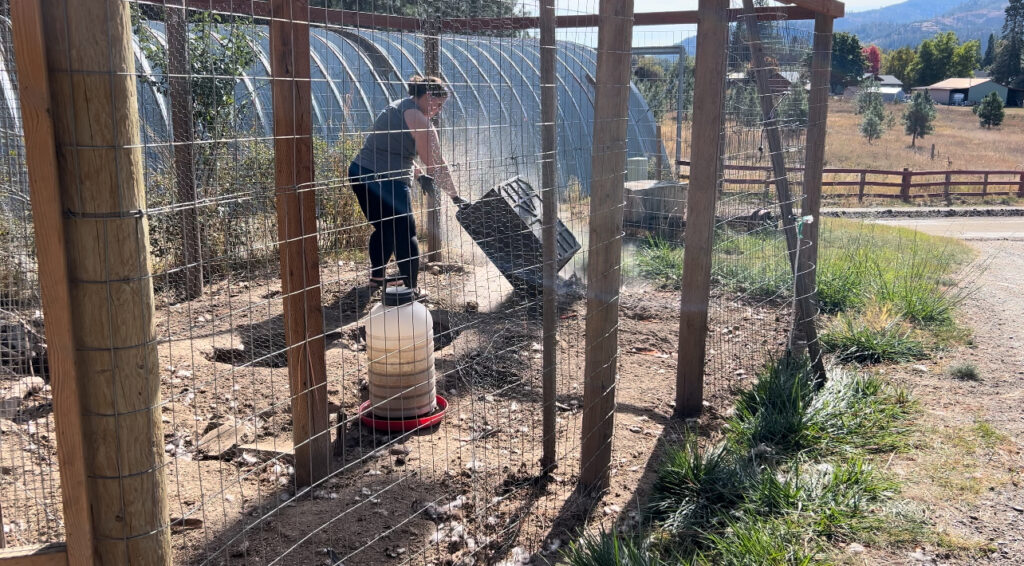 Woman dumping a black plastic container that had used chicken shavings and manure from cleaning out a chicken coop showing how to make your chicken coop and garden work together.