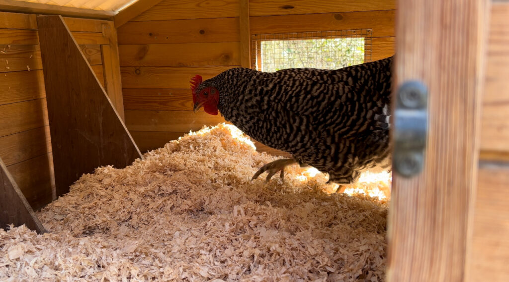 Black and white chicken checking out her clean chicken coop with fresh shavings.