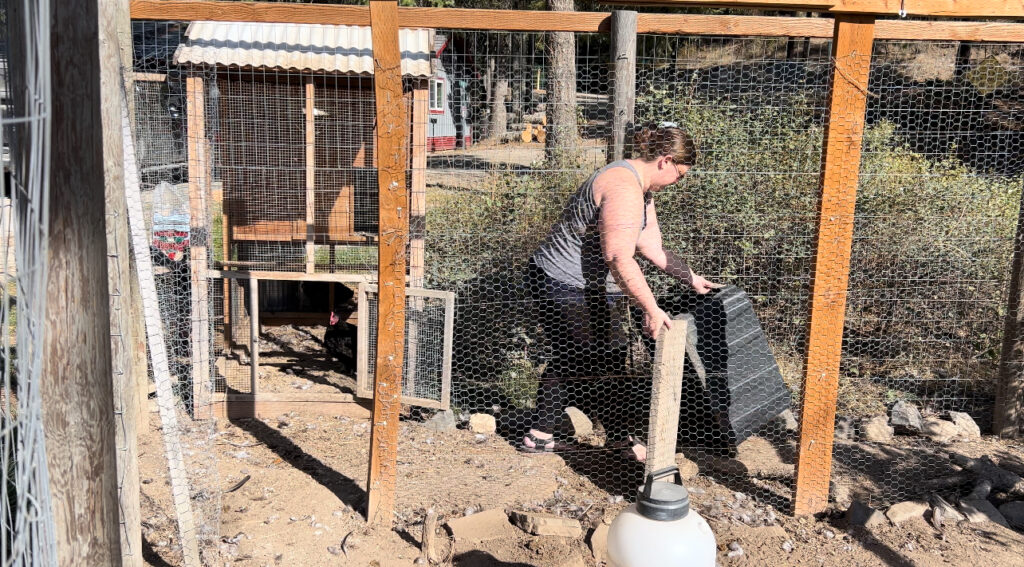 Woman moving a black bin used as a shelter for chickens in a chicken run showing how to make your chicken coop and garden work together.