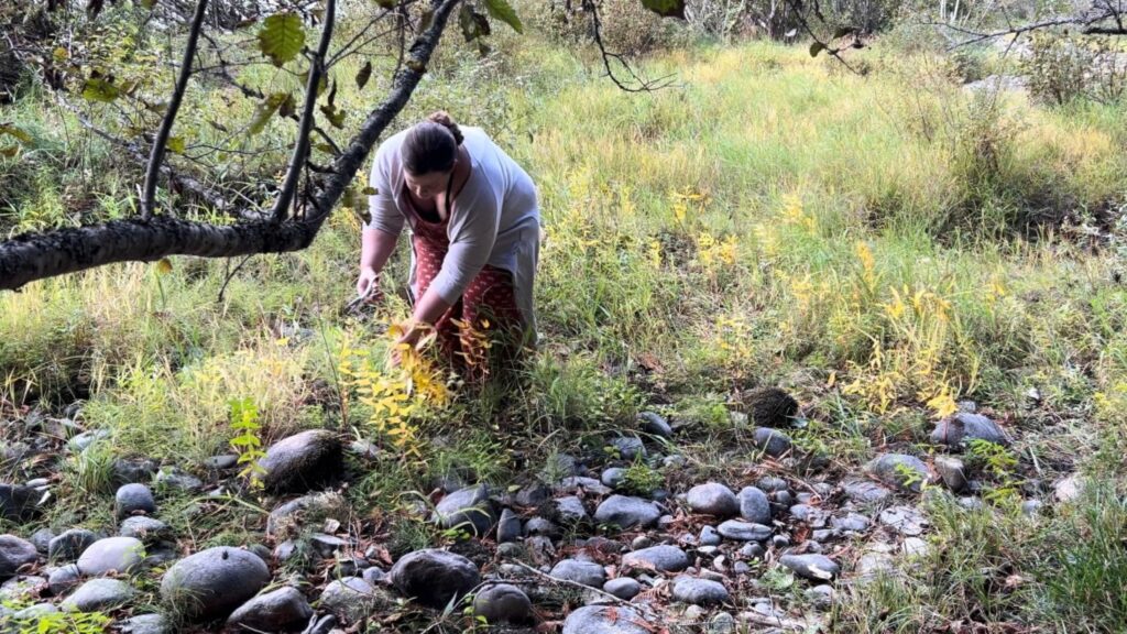 Woman in a dry river bed cutting bright yellow fall foliage for an affordable fall bouquet.