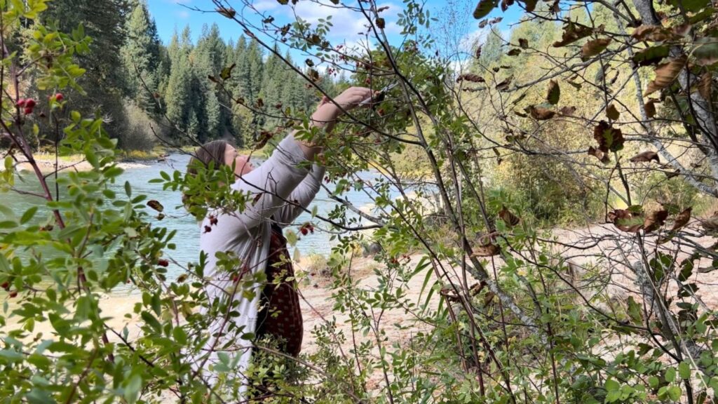 woman cutting red rose hips next to a river for an affordable fall bouquet.