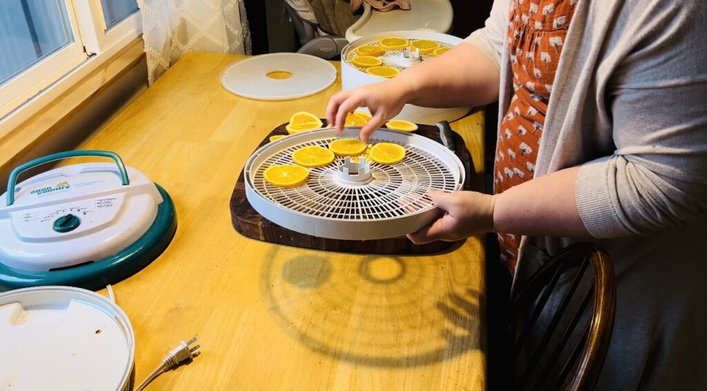 Placing orange slices on a dehydrator tray for dehydrating.