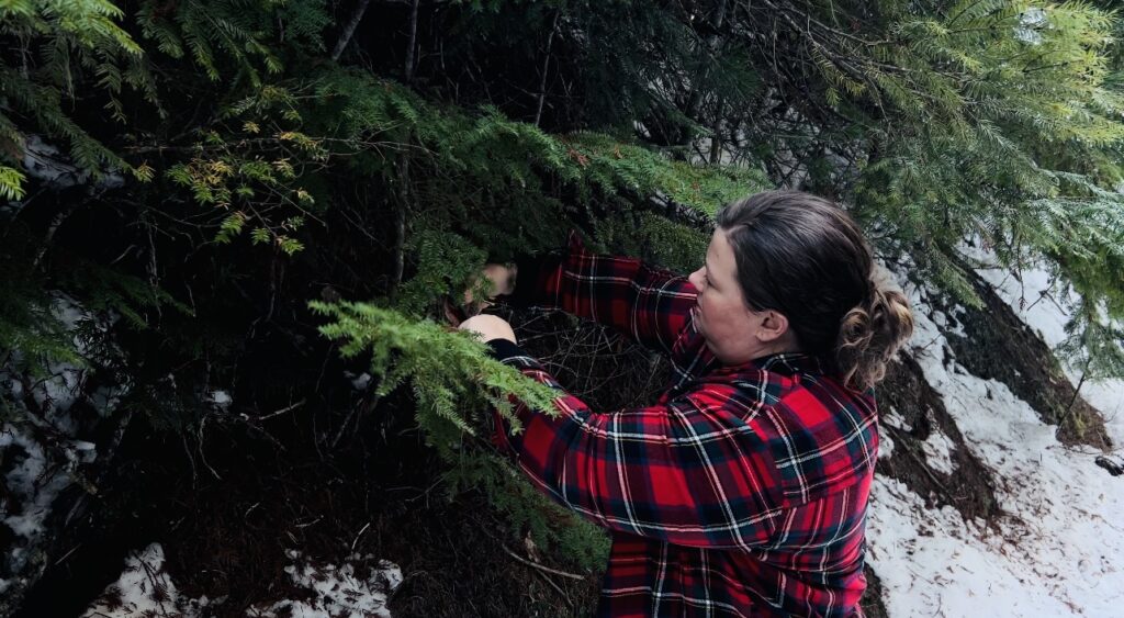 Woman in red plaid flannel shirt cutting hemlock branches for Christmas garlands.