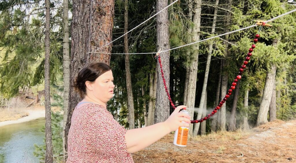 Spraying a garland of fresh cranberries with a sealer.