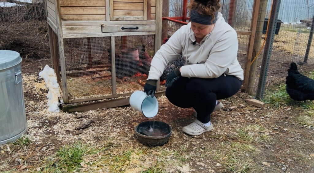 Woman putting hot water into the water dish for chickens in winter.