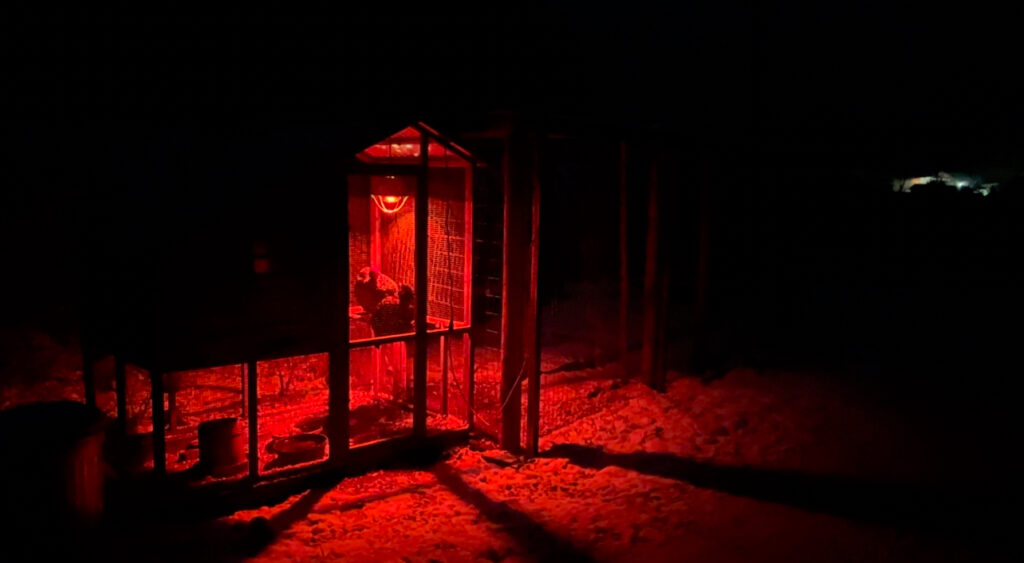 A red heat light gives heat inside a chicken coop to chickens during the cold winter months.