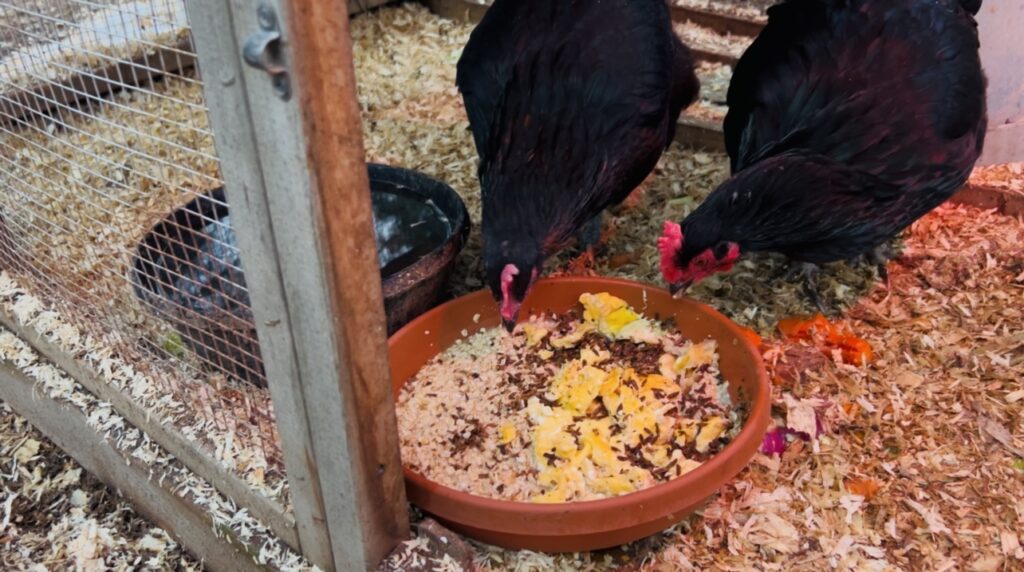 Chickens eating a warm mix of oats, scrambled eggs and black fly larvae to support them in the cold winter months.