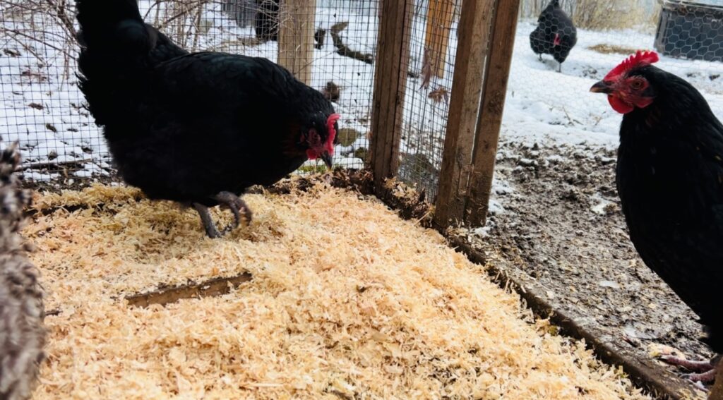 Two Black Copper Maran chickens checking out the fresh pine shavings in their chicken coop.