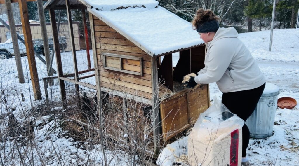 Woman putting fresh bedding inside a small chicken coop in the winter.