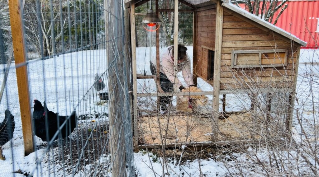 Woman putting fresh pine shavings in the bottom of a chicken coop to keep the area dry for the chickens in winter. 