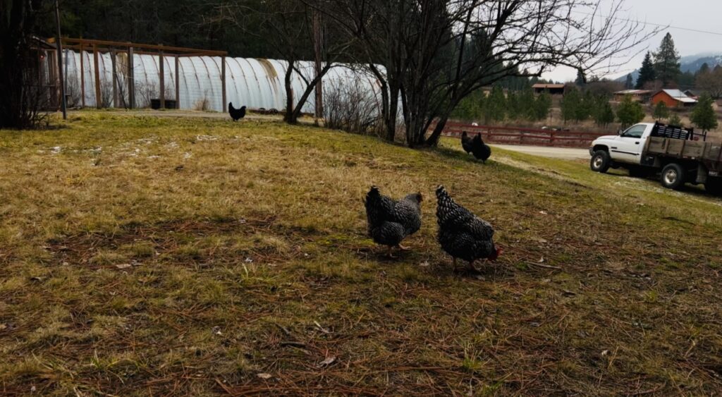 Chickens free-ranging in the yard.