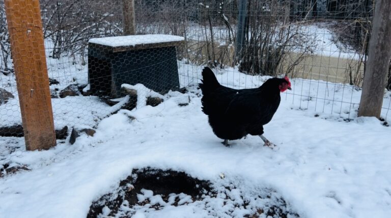 Black Copper Maran chicken walking in the snow inside it's chicken run.